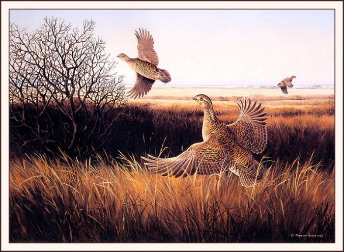 bs-na- Maynard Reece- Prairie Chickens. , 