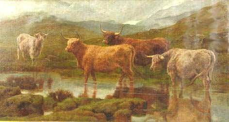 Highland Cattle. , 