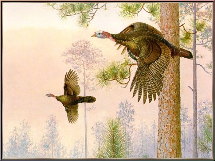 GrommeOwen-SouthernPines-WildTurkeys (sj-art334). Gromme,  J