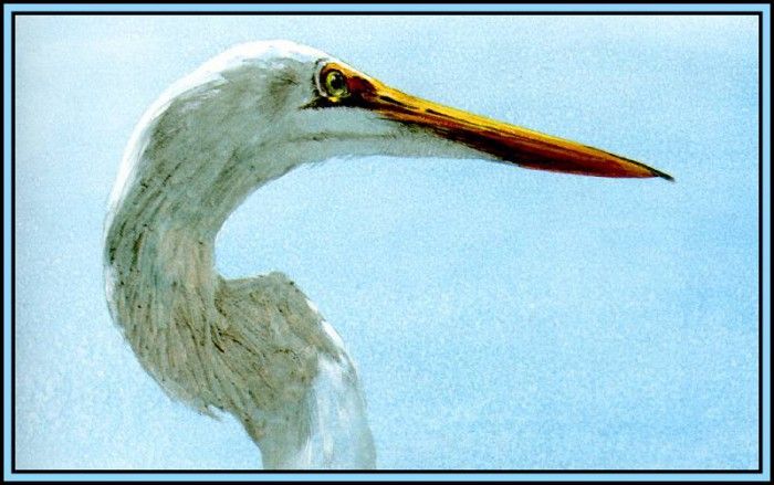D50-AWE022-RB-Great Egret 4. Bansemer, 