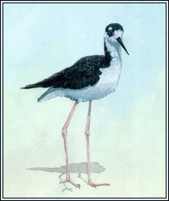 D50-AWE105-BR-Black Necked Stilt. Bansemer, 