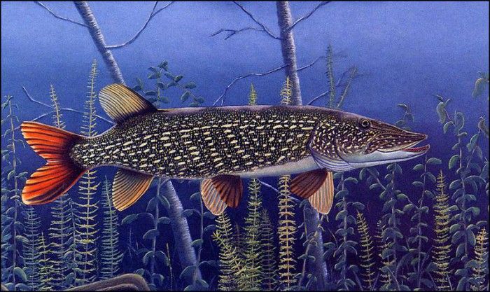 bs-na- Charles Lewis Dero- Pike Resting. Dero,  