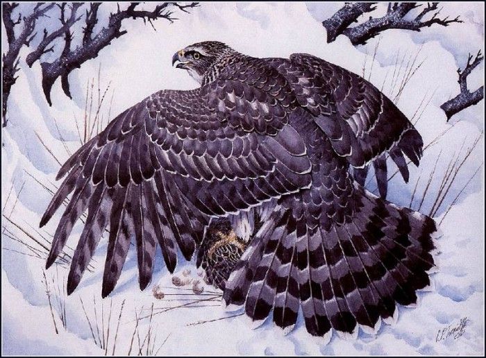 43633. Tunnicliffe, 