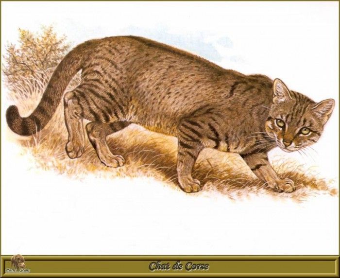 PO pfrd 073 Chat de Corse. Dallet, ������