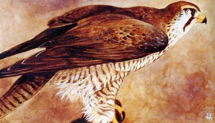ma Tom Pohrt aigle-faucon. Pohrt, 