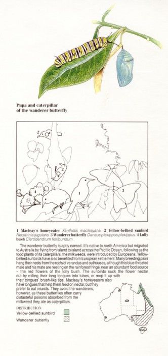 Oz AGls080 Tony Oliver Macleays Honeyeater Key. , 