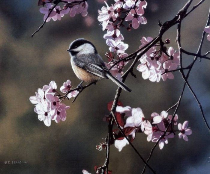 Terry Isaac - Chickadee and Plum Blossoms, De. , 