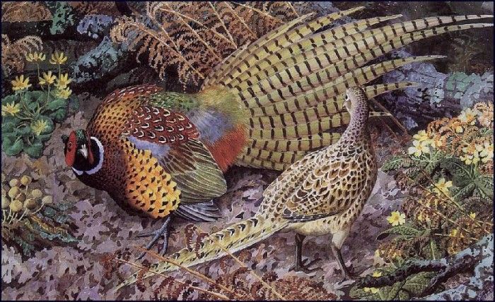 43616. Tunnicliffe, 