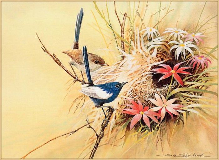 pa EricShepherd 03 White WingedFairyWren. ������, ����