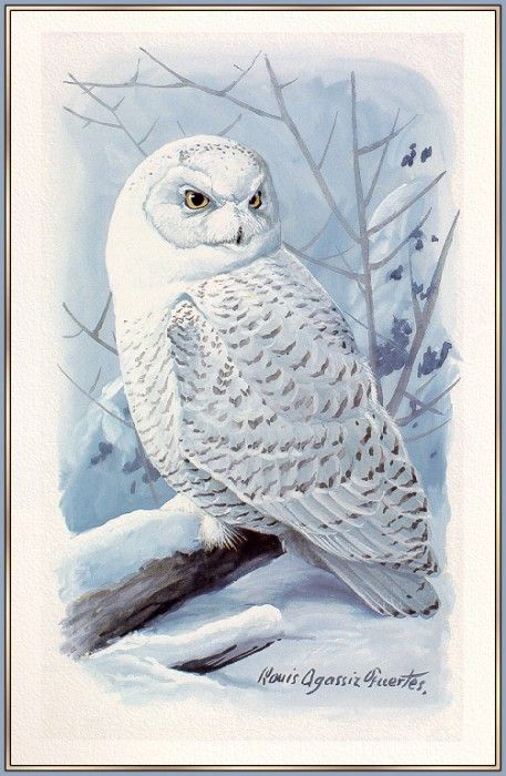 Fuertes-LouisAgassiz SnowyOwl-sj. ,  F