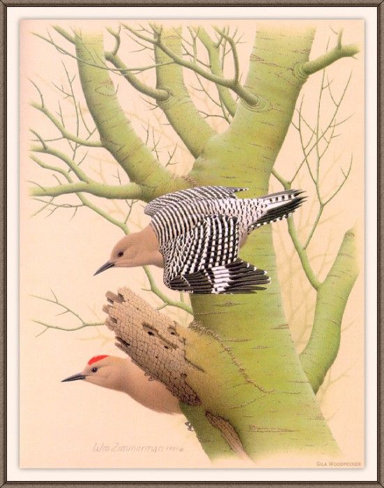 Sj WbZ 14 Gila Woodpecker. , 