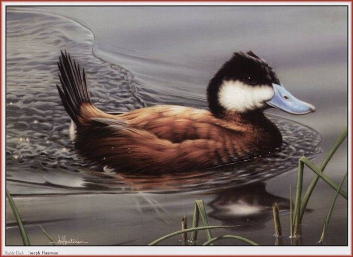 HautmanJoseph Ruddy Duck We@ISC. Hautman 