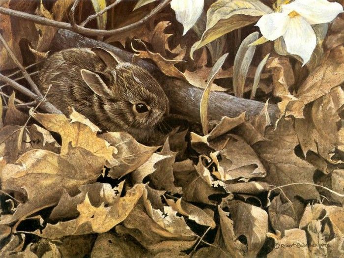 kb Bateman Among the Leaves Cottontail Rabbit. Bateman, 