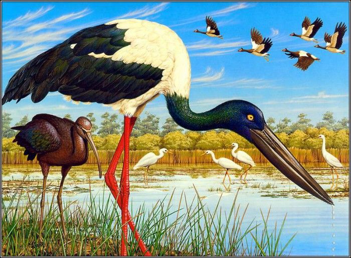 pa KevinStead 04 Black NeckedStork. , 