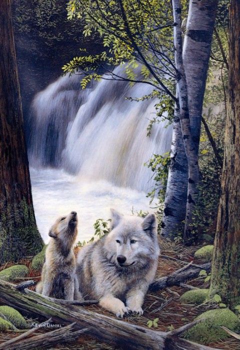 Kevin Daniel - SK Wildlife Federation Card-Wolves, De. , 