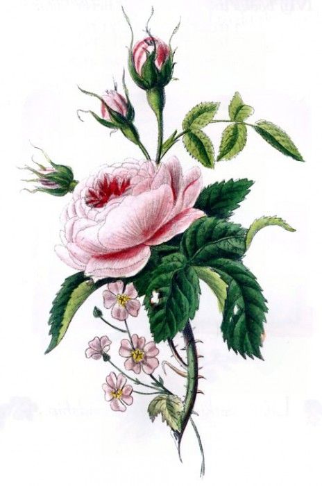 Barbara Milo Ohrbach - A Token of Friendship 01, De. Ohrbach,  Milo