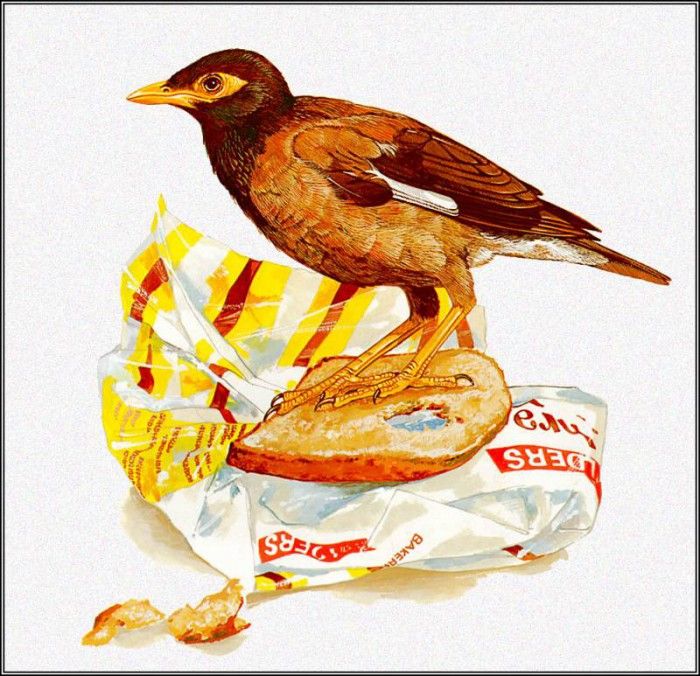 pa TonyOliver AustralianBirds 28 IndianMyna. , 