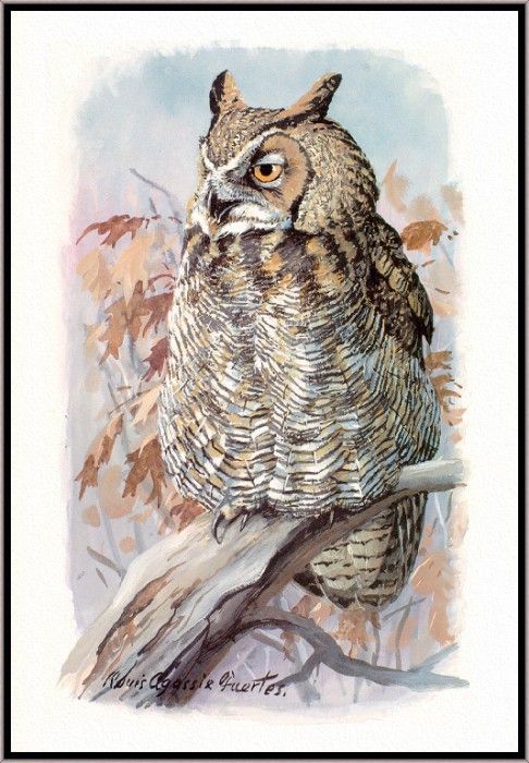 Fuertes-LouisAgassiz GreatHornedOwl-sj. ,  F