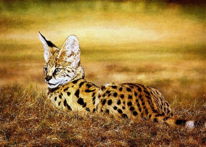 Ae 44 Serval Cat Simon Combes sqs. , 