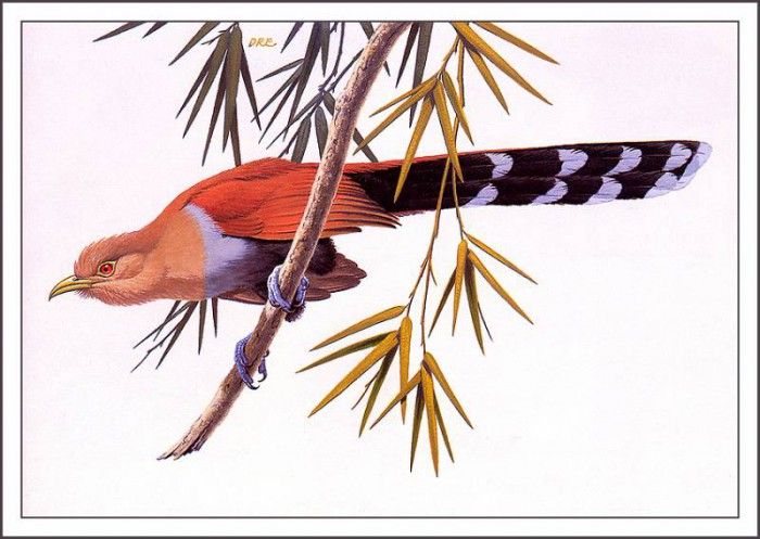 bs-na- Don R Eckelberry- Squirrel Cuckoo. Eckelberry,  R