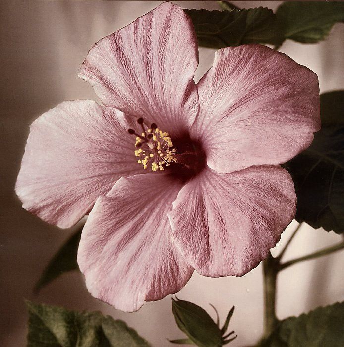 Tim Richter - Hibiscus, De. , 