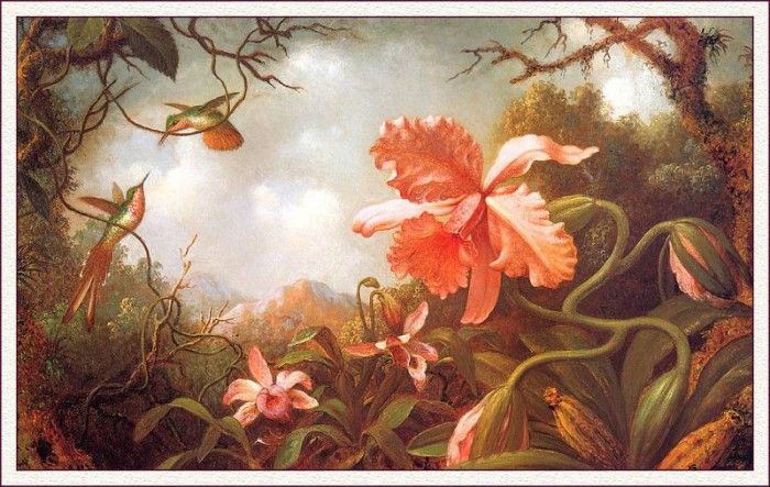 bs-flo- Martin Johnson Heade- Two Hummingbirds And Two Varieties Of Orchids. ,  
