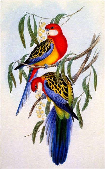 bs-na- H C Richter- Eastern Rosella. , HC