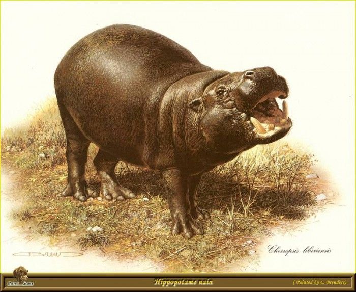 PO ppa 29 Hippopotame nain. Brenders Karl