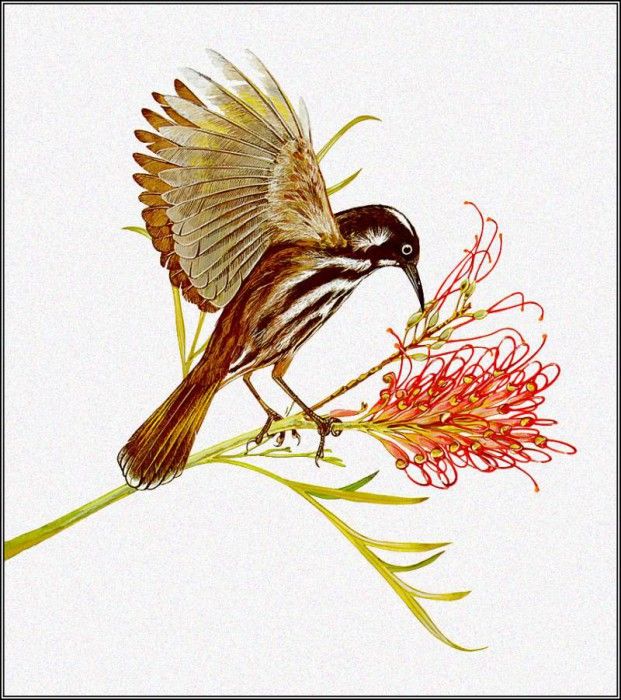 pa TonyOliver AustralianBirds 23 NewHollandHoneyeater. , 