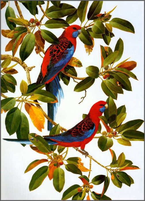 pa F&B RobinHill CrimsonRosella. Olsen, Penny