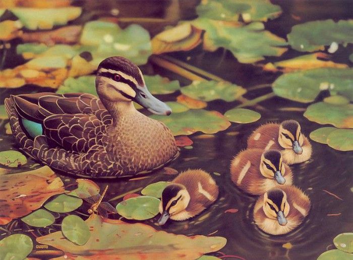Oz AGls015 Ego Guiotto Pacific Black Duck Painting. Guiotto, 