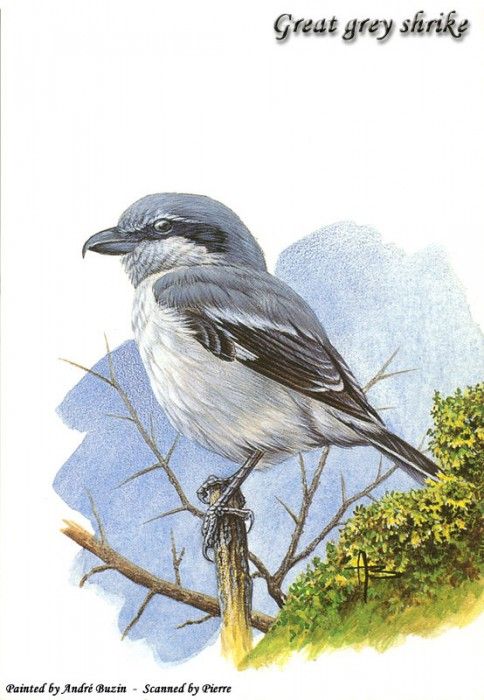 abs 05 great grey shrike. , 
