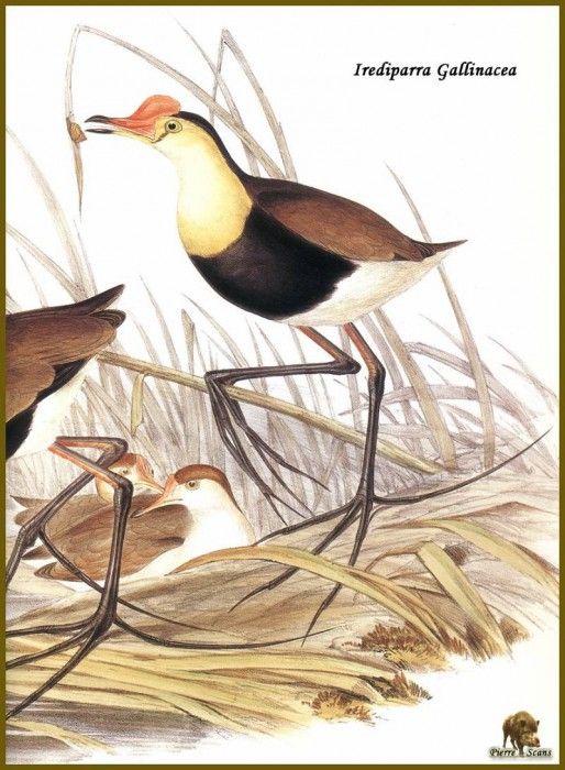 PO ptb 27 Jacana  Crte. , 