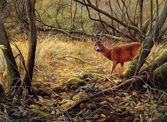 Verstappen Pieter Nature 29 Sun. Verstappen, �����