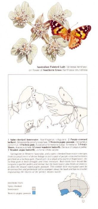 Oz AGls092 Tony Oliver Spiny-Cheeked Honeyeater Key. , 