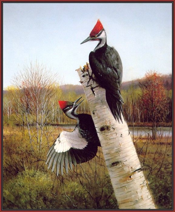 GrommeOwen-PileatedWoodpeckers (sj-art355). Gromme,  J