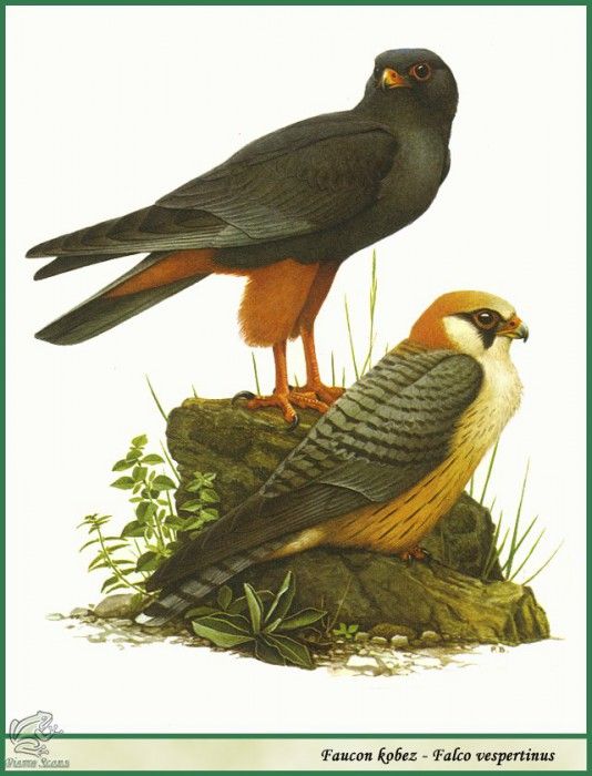Falco vespertinus. Barruel, P