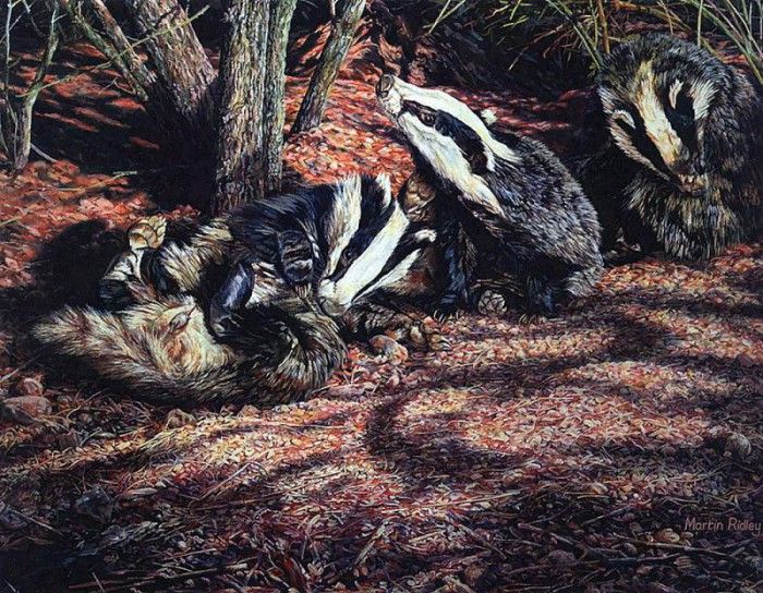 lrsRidleyMartin-GroomingBadgers. , 