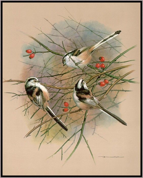 EdeBasil-TheLongTailedTit-sj. ���, �������