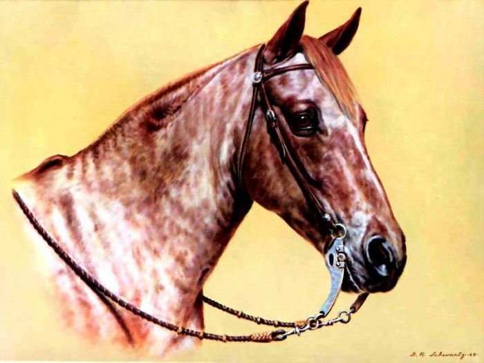 illustrated horse csg007 donald schwartz. , 