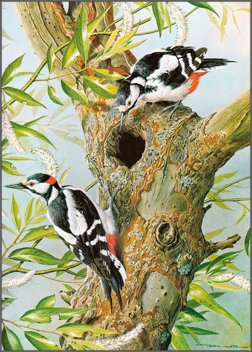 pa BasilEde 28 GreatSpottedWoodpecker. , 