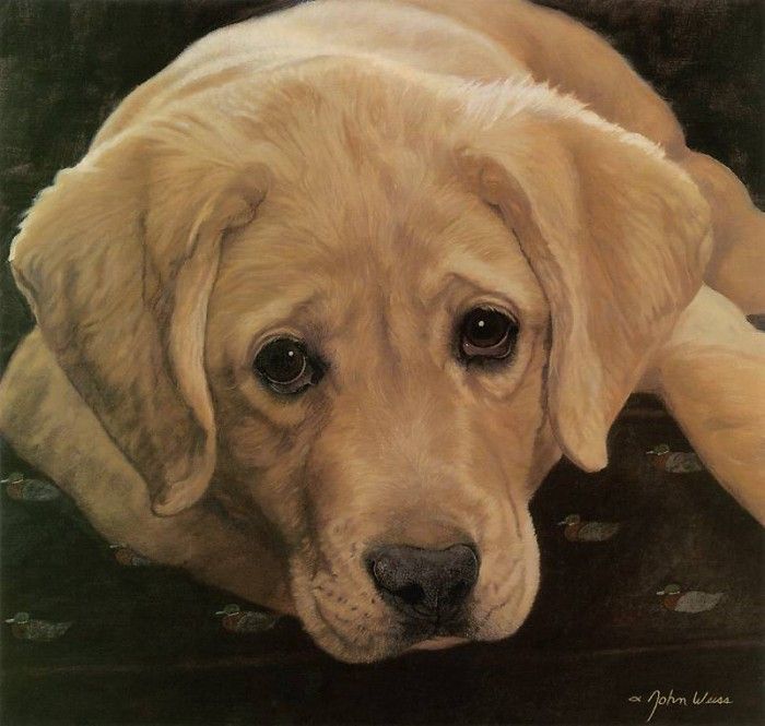 kb Weiss John-Yellow Labrador Retriever Pup. , 