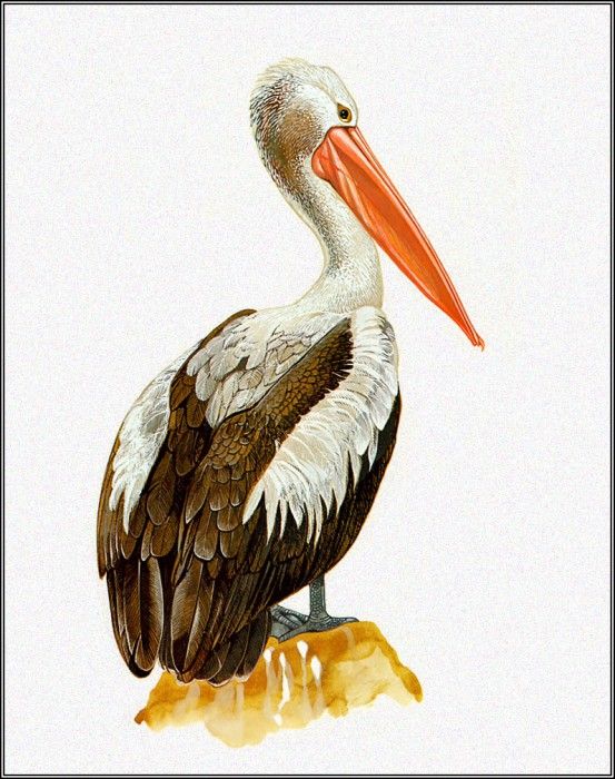 pa TonyOliver AustralianBirds 37 Pelican. Оливер, Тони