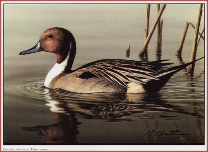 HautmanRobert Pintail Federal Duck Stamp 2001 We@ISC. Hautman 