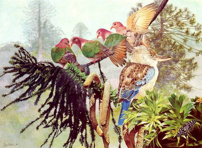 Oz AGls047 Tony Oliver Blue Winged Kookaburra. , 