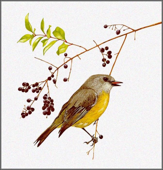 pa TonyOliver AustralianBirds 21 YellowRobin. , 