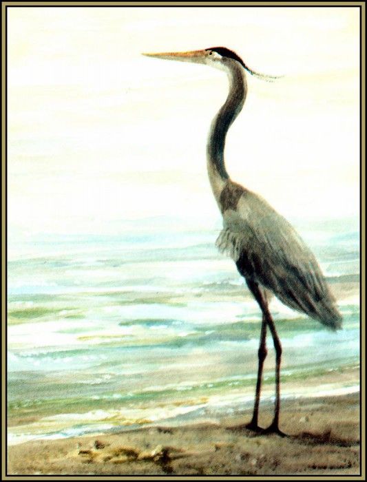 D50-AWE045-RB-Great Blue Heron 3. Bansemer, 