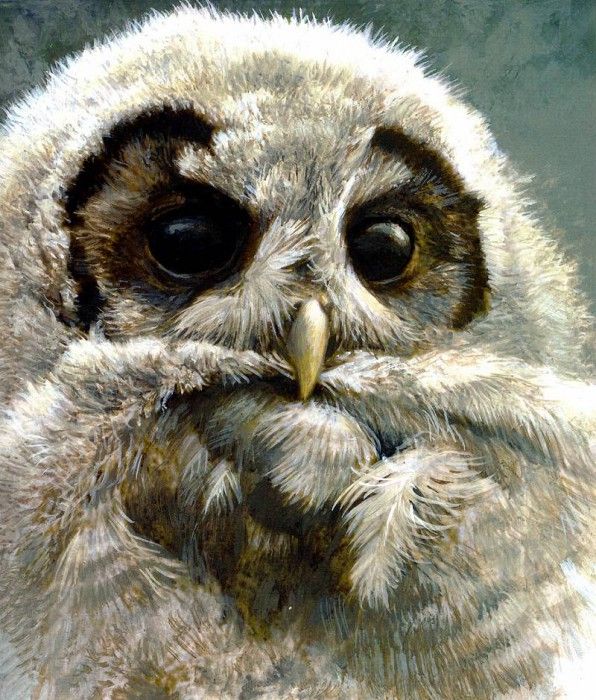 Birds 23 Young Spotted Owl, 1958 Robert Bateman sqs. Bateman, Роберт