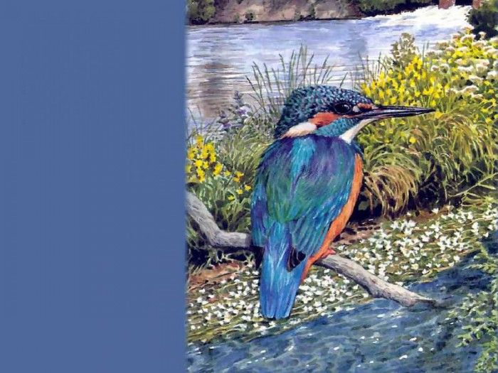 waters edge csg012 chalk stream kingfisher. , 