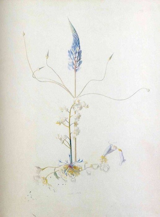 img512. ������, �����